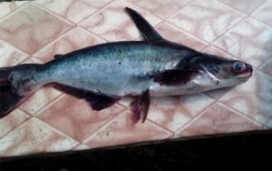 В Брянской области из озера выудили почти килограммовую почти акулу