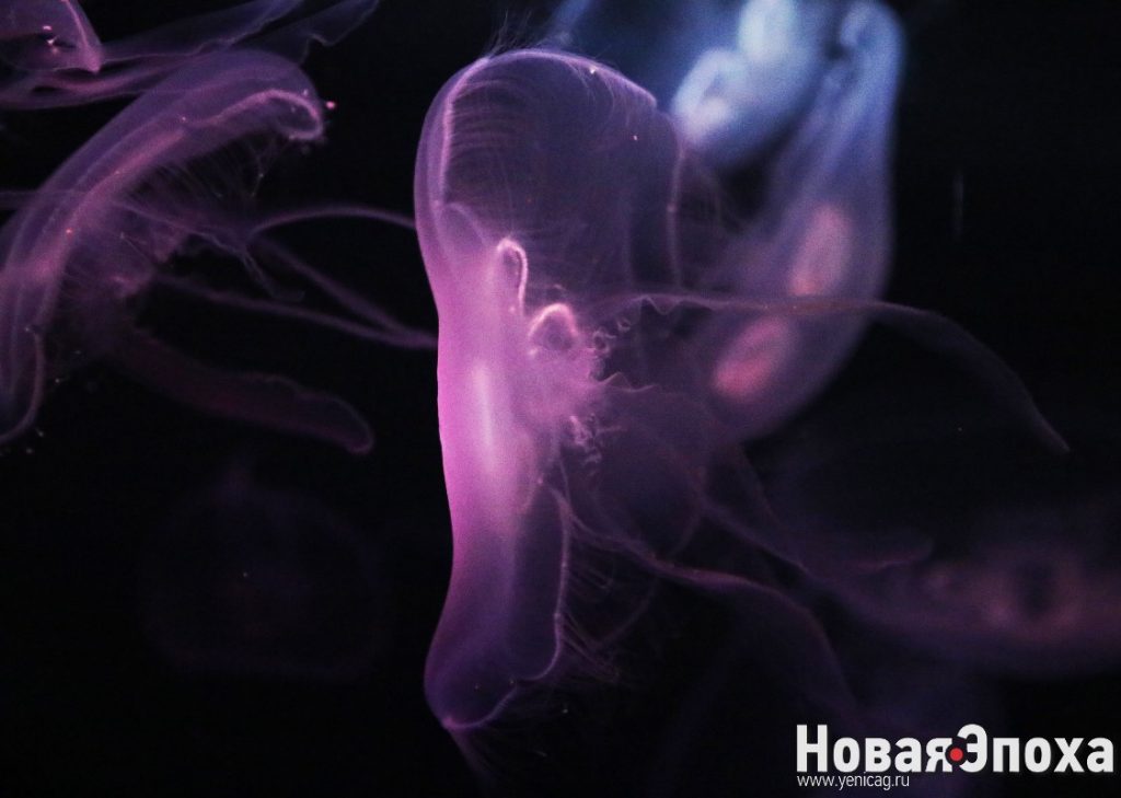 Москвариум: подводный мир на ВДНХ – РЕПОРТАЖ+ФОТО