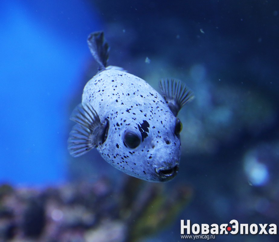 Москвариум: подводный мир на ВДНХ – РЕПОРТАЖ+ФОТО