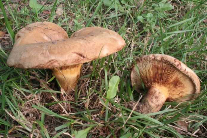 В Липецке женщина отравилась грибами свинухами