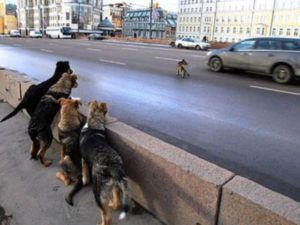 Под Смоленском водитель сбил собаку на глазах у ребенка и уехал