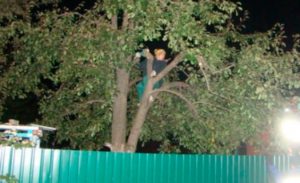 В Липецке спасатели сняли пенсионерку с дерева