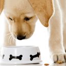 Сбалансированное питание для собак разных пород