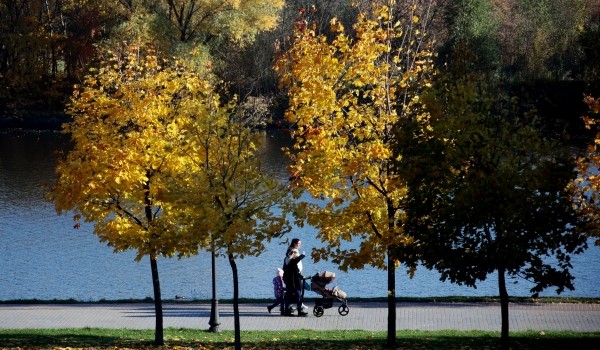 Более 1750 деревьев и кустарников высадили на Ломоносовском и Мичуринском проспектах этой осенью