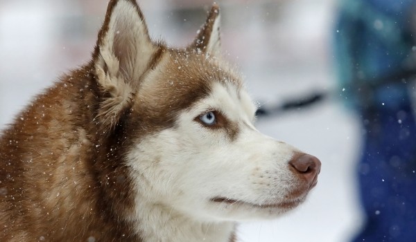 Почти 170 кошек и собак за год помог вернуть хозяевам сервис для поиска потерявшихся животных в Москве