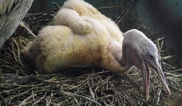 Птенец розового пеликана родился в центре Московского зоопарка под Волоколамском